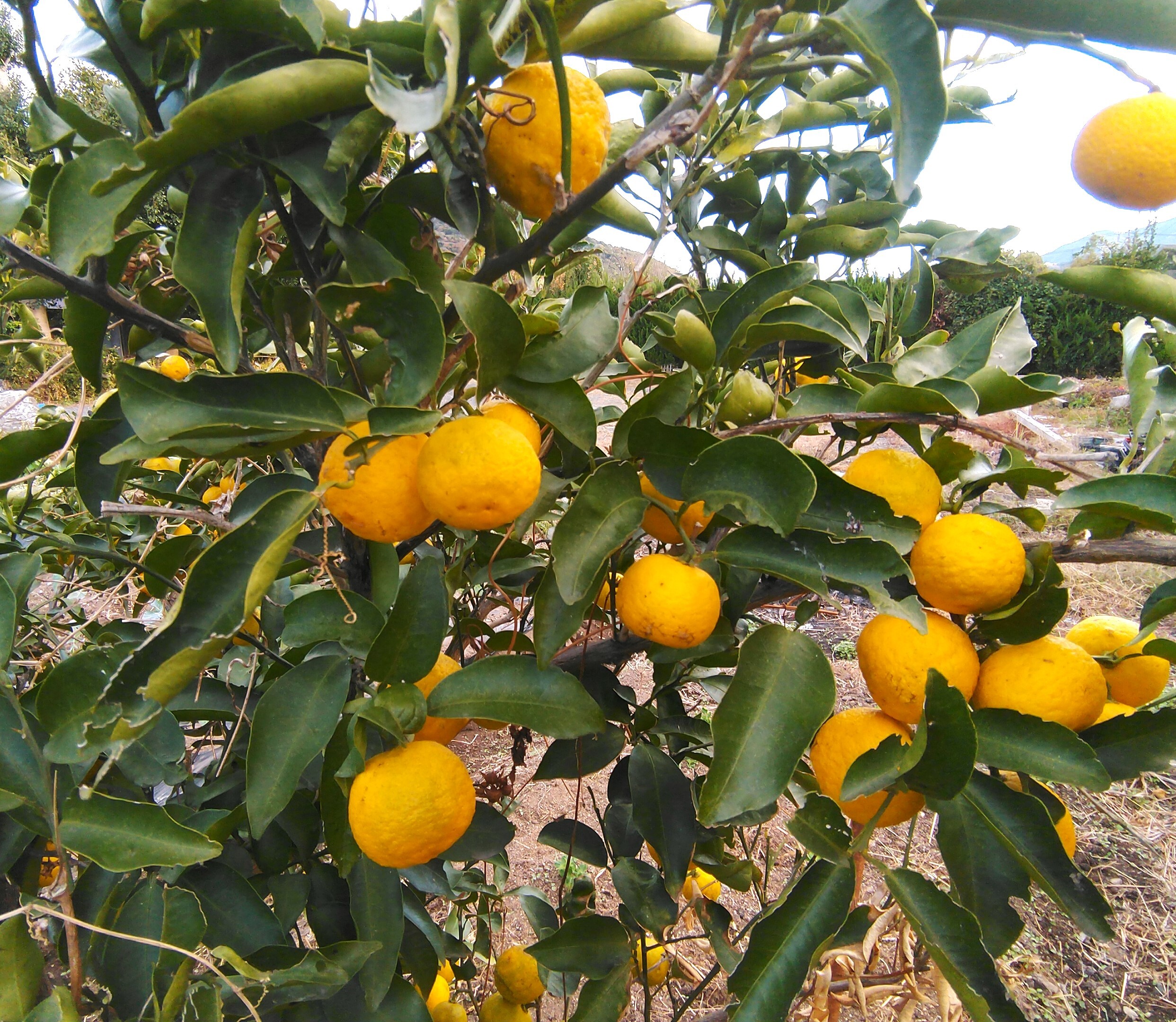 無農薬 花柚子 20kg