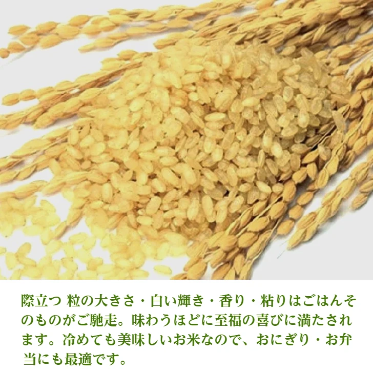 【新米】 おいしいはえぬき 5kg 一等米 無洗米 山形県産 