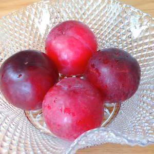 (ちょっと訳あり加工用 小粒) 自然栽培　すもも（プラム）　農薬不使用 