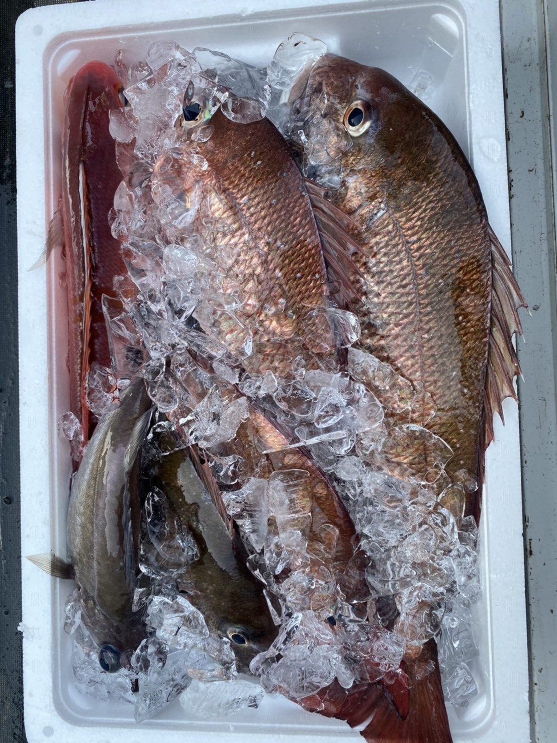 [未利用魚]えっこ船長にお任せバラエティセット1〜3キロ 魚1キロセット