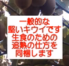 ❤送料一律❤キウイ＆DRYキウイのよくばりセット　産地直売　ドライフルーツ
