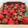 【訳あり品】ボリュームたっぷり！完熟イチゴ 790ｇ×2箱