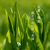 【2026年 新茶】京都・舞鶴 煎茶（50g）