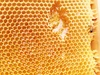 山の花々から蜜蜂が集めてくれたハチミツ（2022年度 百花蜜600g・和歌山）