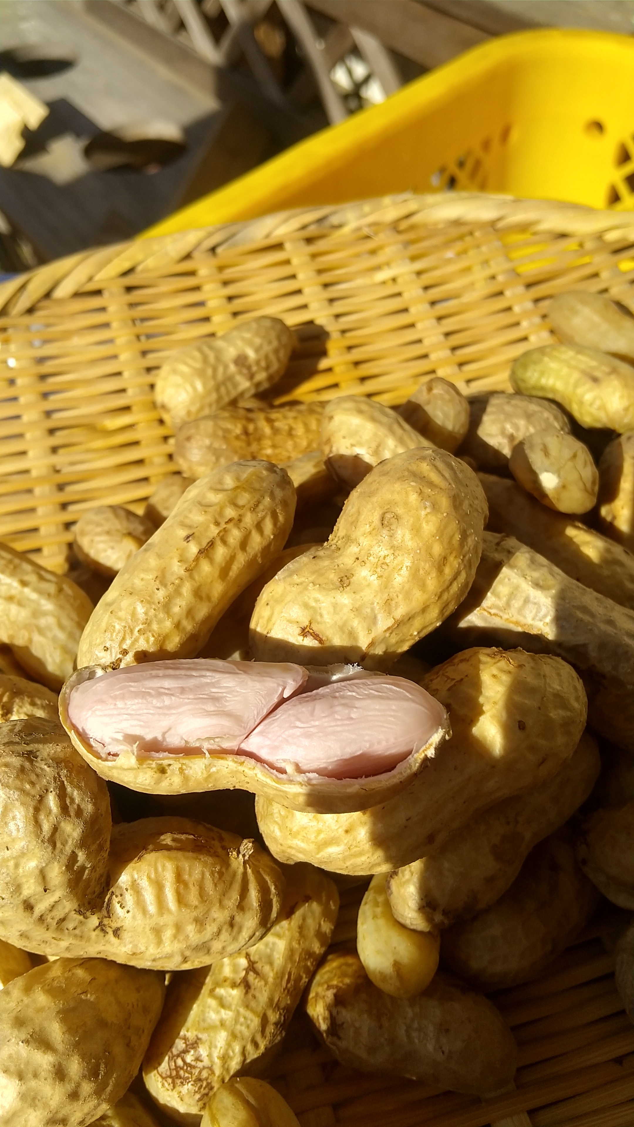 10kg【おおまさり】生落花生　新鮮　本場千葉県産※箱込み1010 10kg【おおまさり】生落花生 新鮮 本場千葉県産※箱込み1010① 落花生 千葉