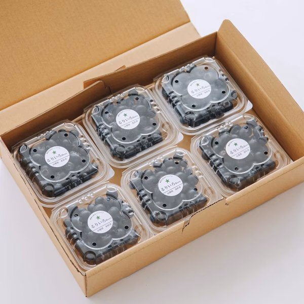 甘くて香りも良い八ヶ岳ブルーベリー