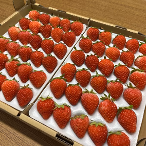 夏いちご「サマーリリカル」Mサイズ