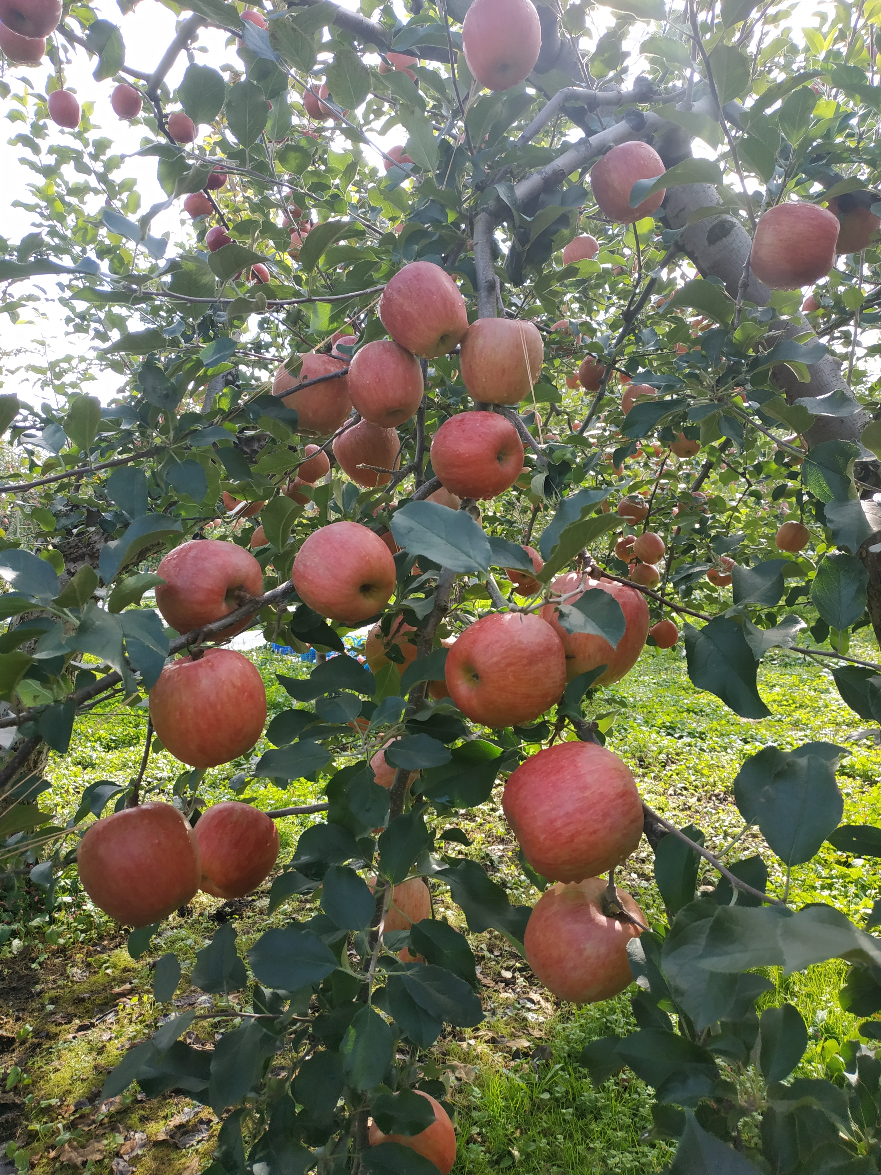 青森県弘前市｜つがる林檎園｜外崎裕一さんの生産者プロフィール