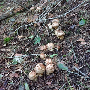 岩手三陸産 松茸300g(通常どおり)