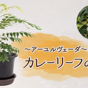 【観賞用のカレーリーフ 苗木】宅急便梱包１２０cmサイズ目安