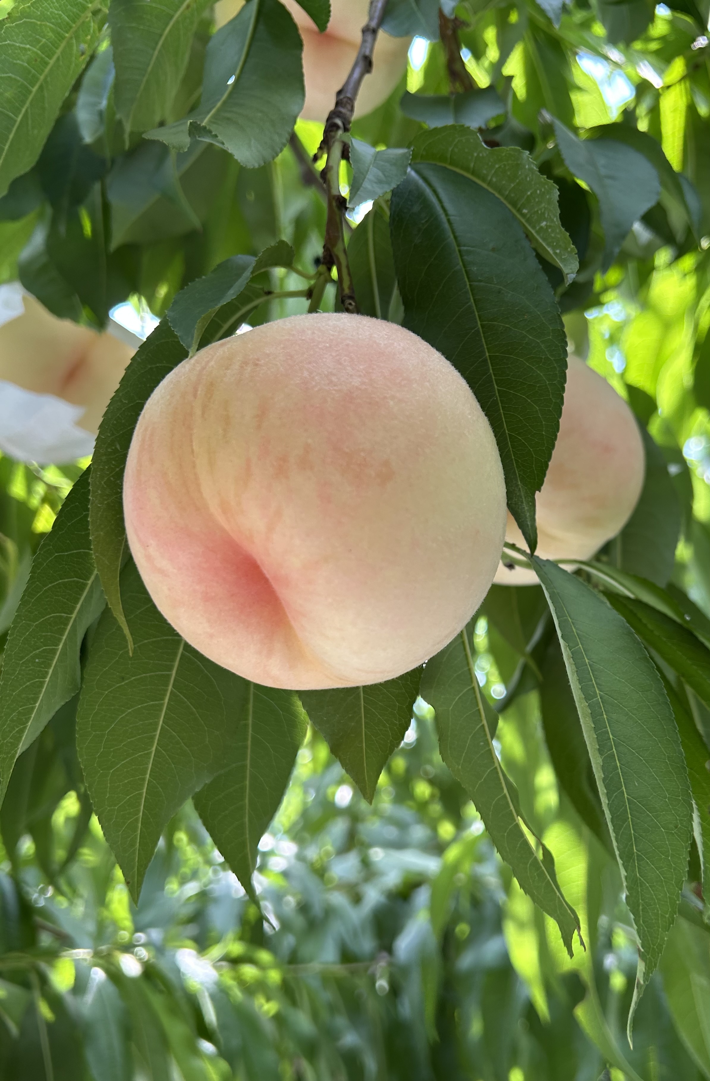 甘さギネス級❗️白肌の白桃『まさひめ』BOX(家庭用) 約1.7kg(5〜7玉)