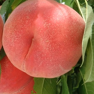 かたい桃(おどろき)の3kg(9-12玉)と2kg(6-8玉)１箱・笛吹八代町産