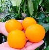 【数量限定】国産ネーブルオレンジ 5キロ