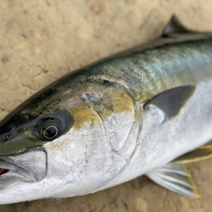 【松島産】延縄漁で釣った平政