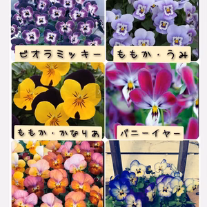 販売中のビオラ&良く咲くスミレ★選べるセット販売★９センチポット苗