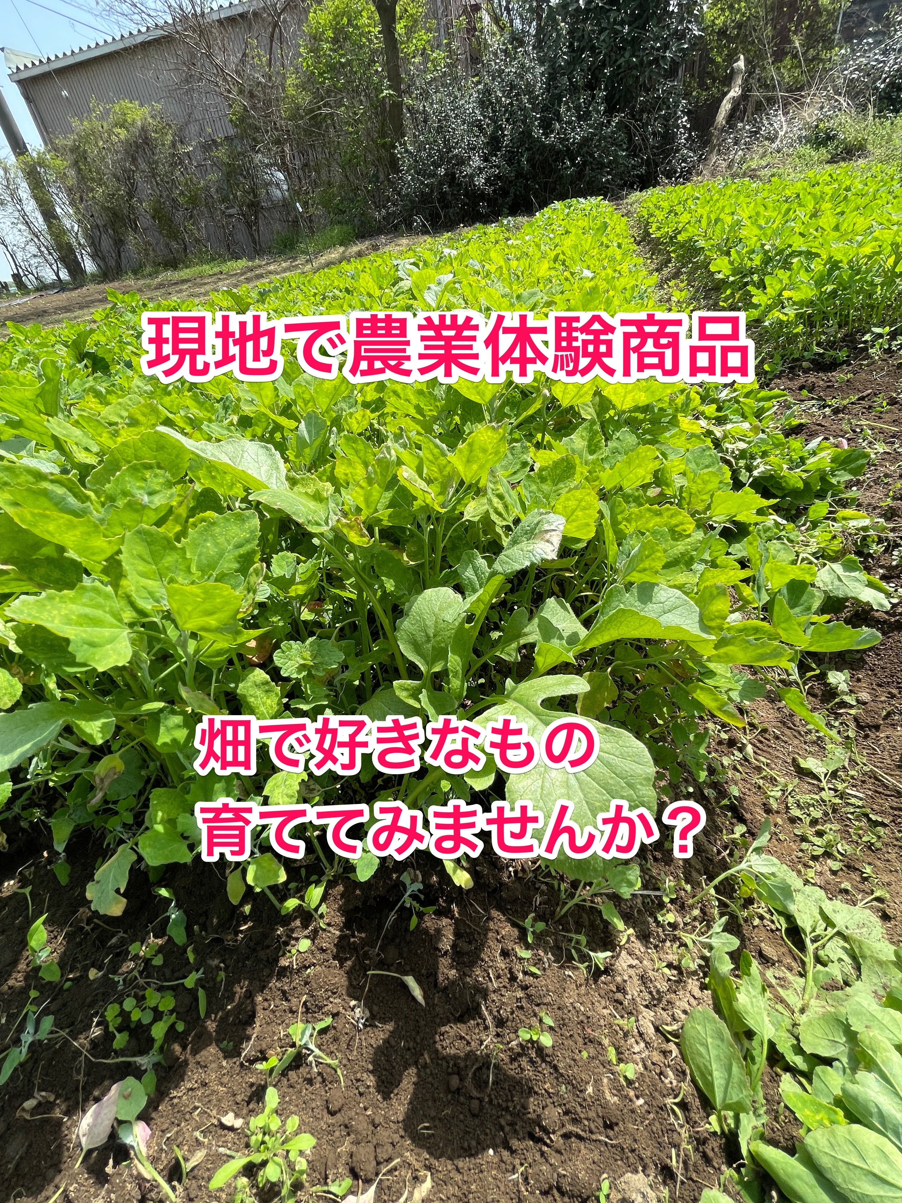 野菜栽培体験】農園で野菜を育てる農体験！収穫出来た野菜はお持ち帰り出来ます。｜野菜の商品詳細｜ポケットマルシェ｜産直(産地直送)通販 -  旬の果物・野菜・魚介をお取り寄せ