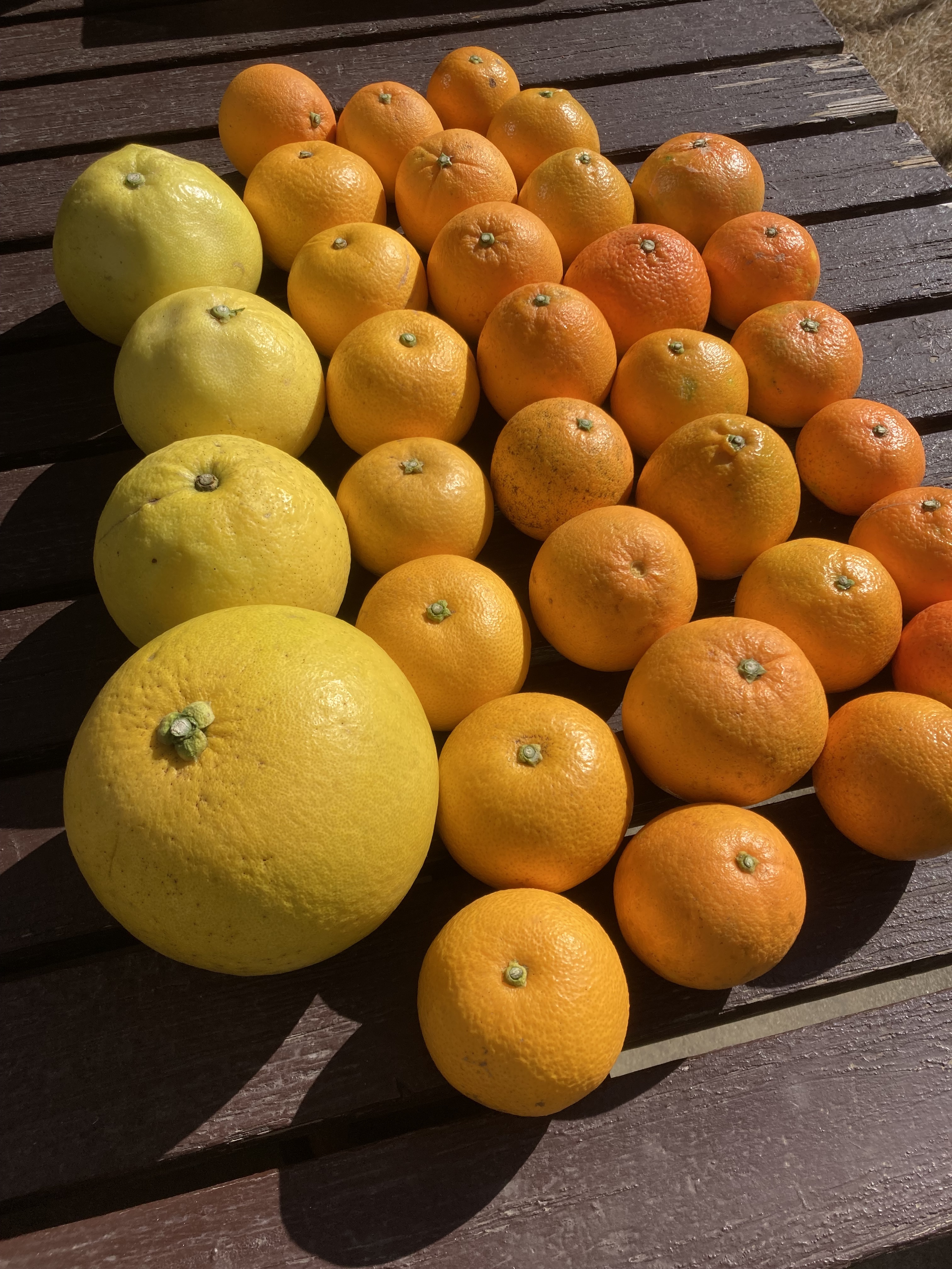 チャンドラポメロの産直通販・お取り寄せ商品｜ポケットマルシェ｜産地