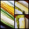 【ホワイトとうもろこし】食べ比べ10本セット