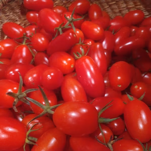 ◆終盤◆露地農薬不使用ミニトマト　アイコ2ｋｇ