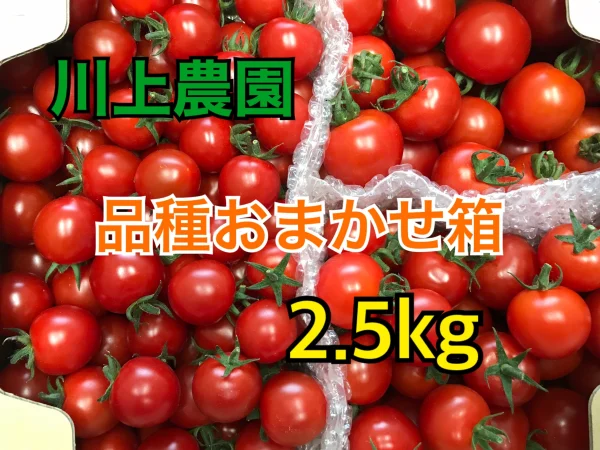 【川上農園】品種おまかせ　2.5kg