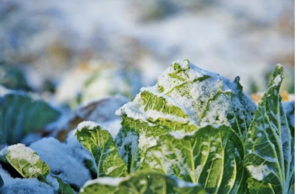 【越冬白菜のお届けに参りました。】　≪雪国で育まれた水分・甘みたっぷりの白菜≫　