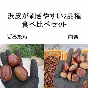 渋皮が剝きやすい栗 2品種セット　ぽろたん＆白栗セット　農薬不使用