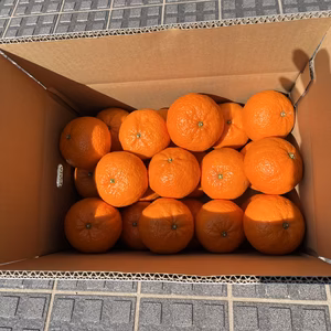 濃厚で甘い津之輝　Ｌと2Lサイズ混合　5キロ入