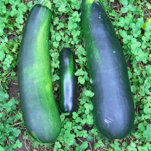 超レア-＊ジャンボ　ズッキーニ‼2本～農薬/化学肥料・不使用