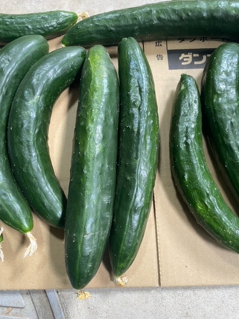 森のきゅうりさま依頼資料 ✨【常温便】きゅうり(特別処分品11)4kg , ※お漬物用きゆうり