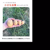 【期間限定】幻の黄金ポテト『インカのめざめ』※自然栽培.・無農薬・野菜じゃがいも