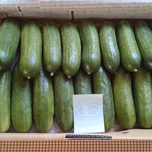 JAS有機栽培  ミニキュウリ