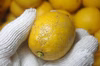 【農薬不使用】無農薬レモン ちょいワル