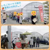 行列ができる直売いちご（とちおとめ・恋みのりレギュラー）完熟収穫＆その日に発送！
