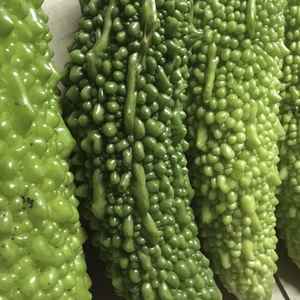 【送料無料】ゴーヤマン参上！４本〜５本