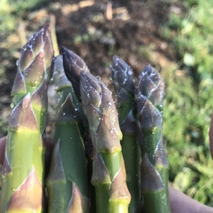野原のアスパラガス　　Lサイズ中心　1kg