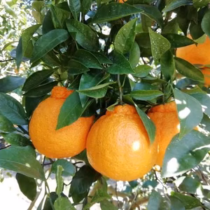 ちっちゃなデコちゃん【不知火・小玉】甘酸っぱくてジューシーです