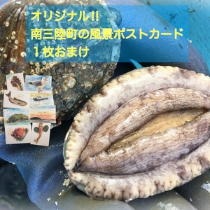 【漁師直送!!】養殖アワビ7cm~8cm　私が描いたポストカードを１枚おまけ
