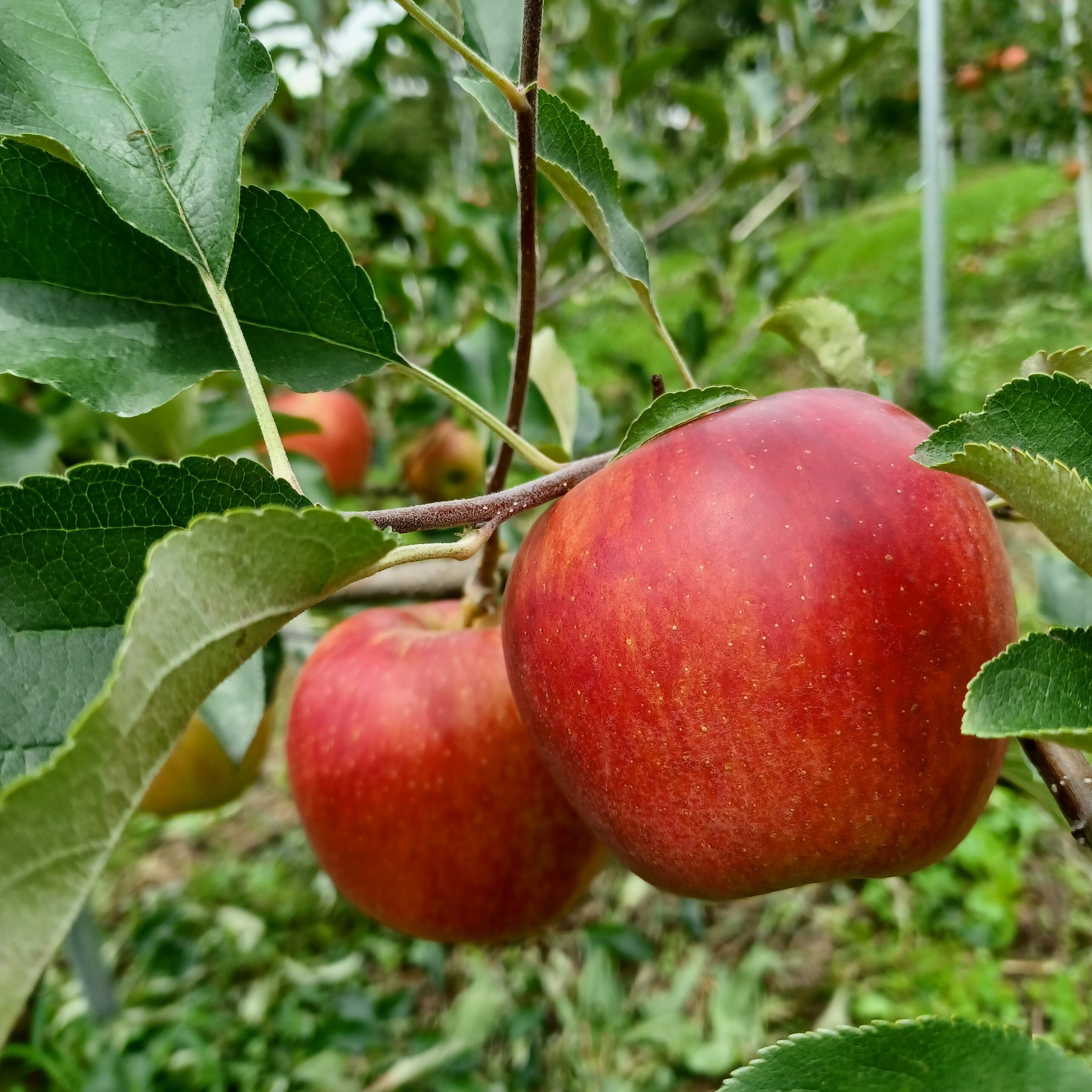 青森県産 すもも 紅香のしずく5kg