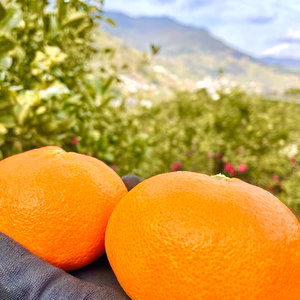贅沢ギフト　段畑そだちの【甘平】2キロ・4キロ・4×2箱　秀品