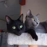 ルルちゃんママ