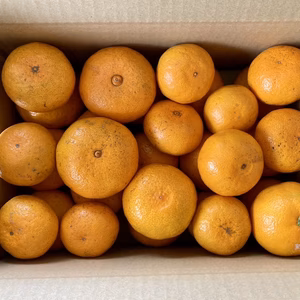 完熟極早生みかん　【風のいたずら】有機肥料使用　熊本県河内産