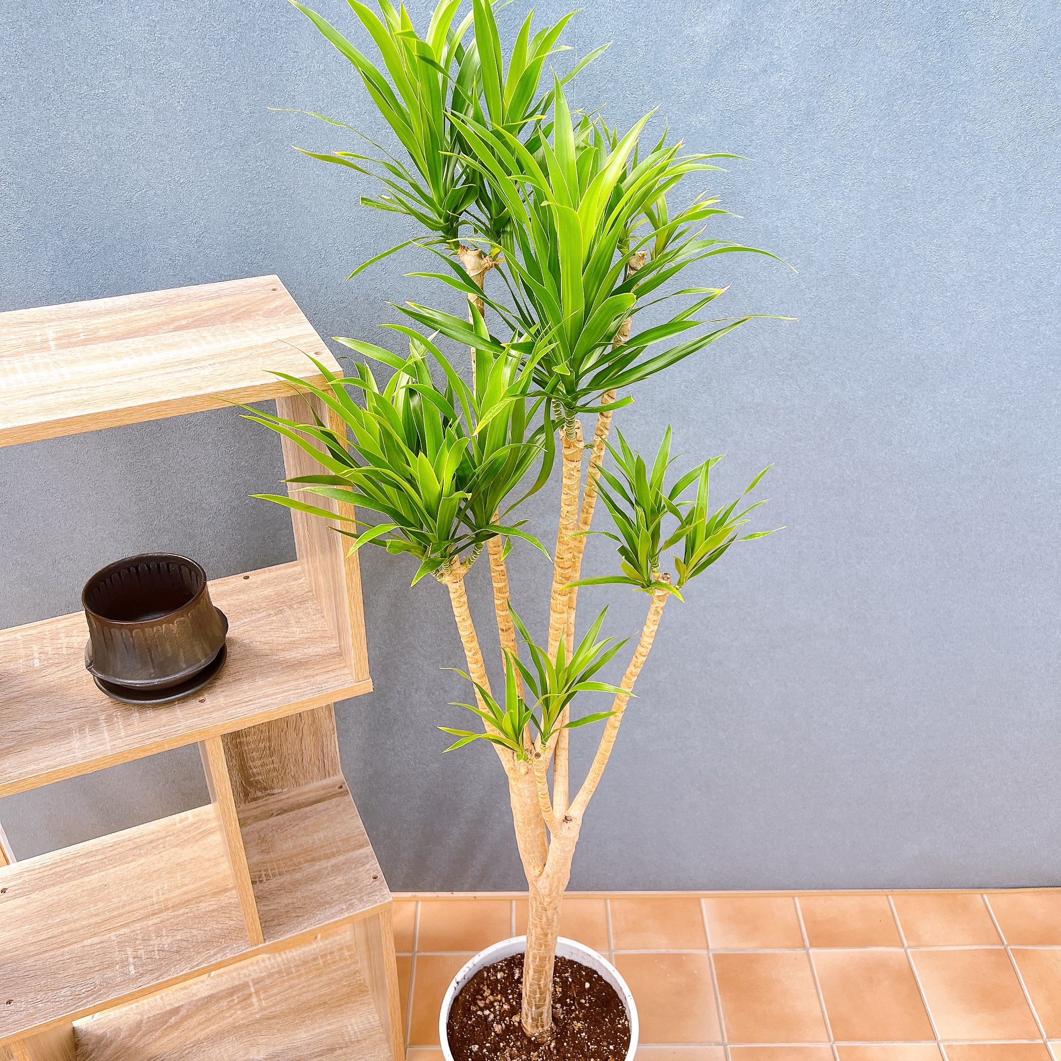 現品　ドラセナ　ナビー　観葉植物　インテリアグリーン　ドライガーデン　室内　希少 在庫販売】 ドラセナ ナビー 観葉植物 インテリアグリーン