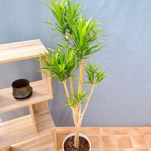 【在庫販売】　ドラセナ　ナビー　観葉植物　インテリアグリーン　ドライガーデン