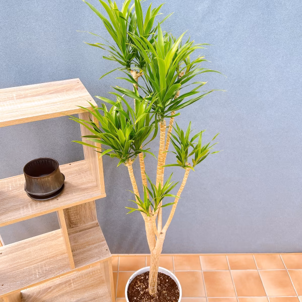 【在庫販売】　ドラセナ　ナビー　観葉植物　インテリアグリーン　ドライガーデン