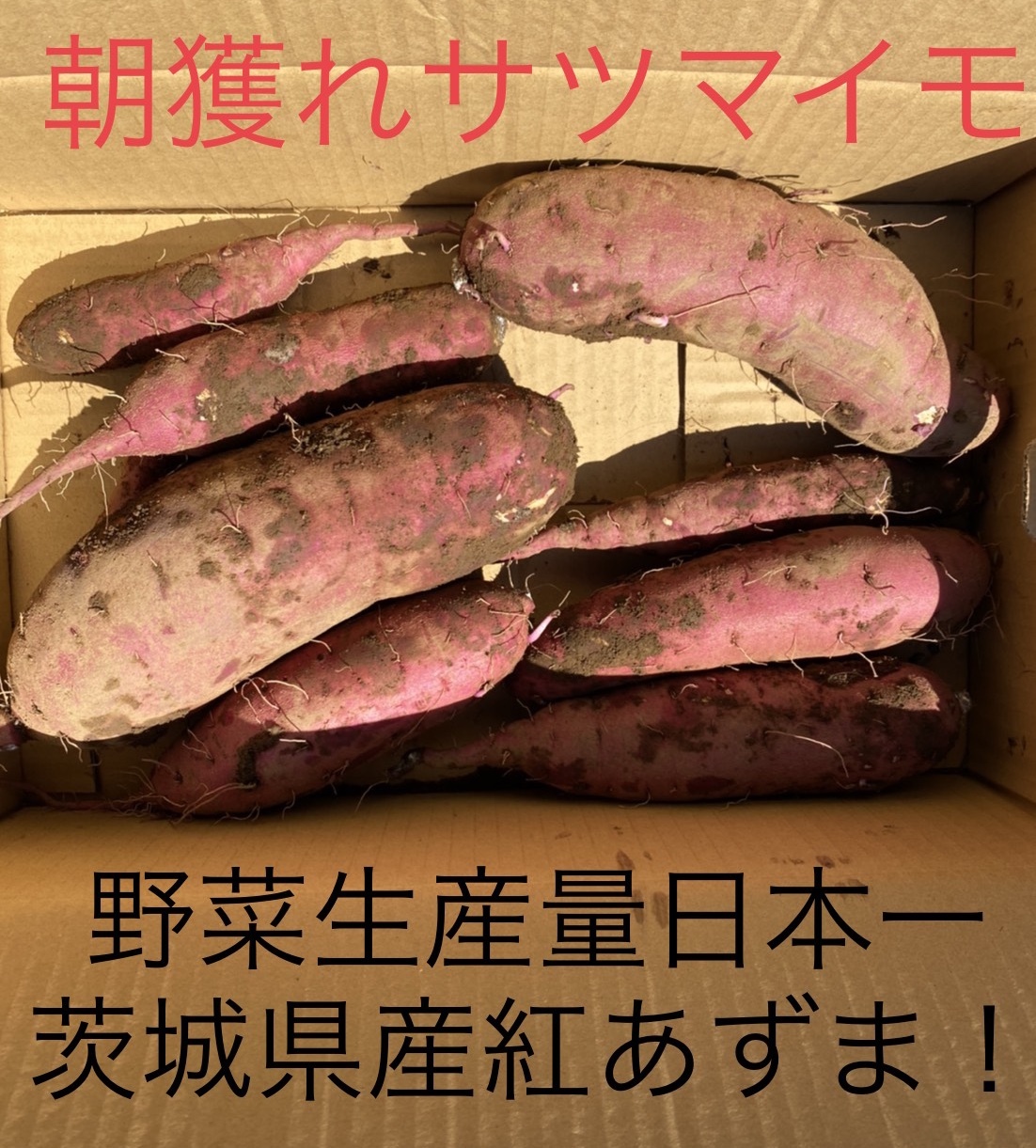 安心 安全 獲れたてのサツマイモ 紅あずま Jiyuri Farm 農家漁師直送のポケットマルシェ