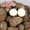 【11月発送】開成弥一芋(サトイモ)