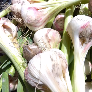 【特価】わけあり南国高知のにんにく2㎏おまけ付き