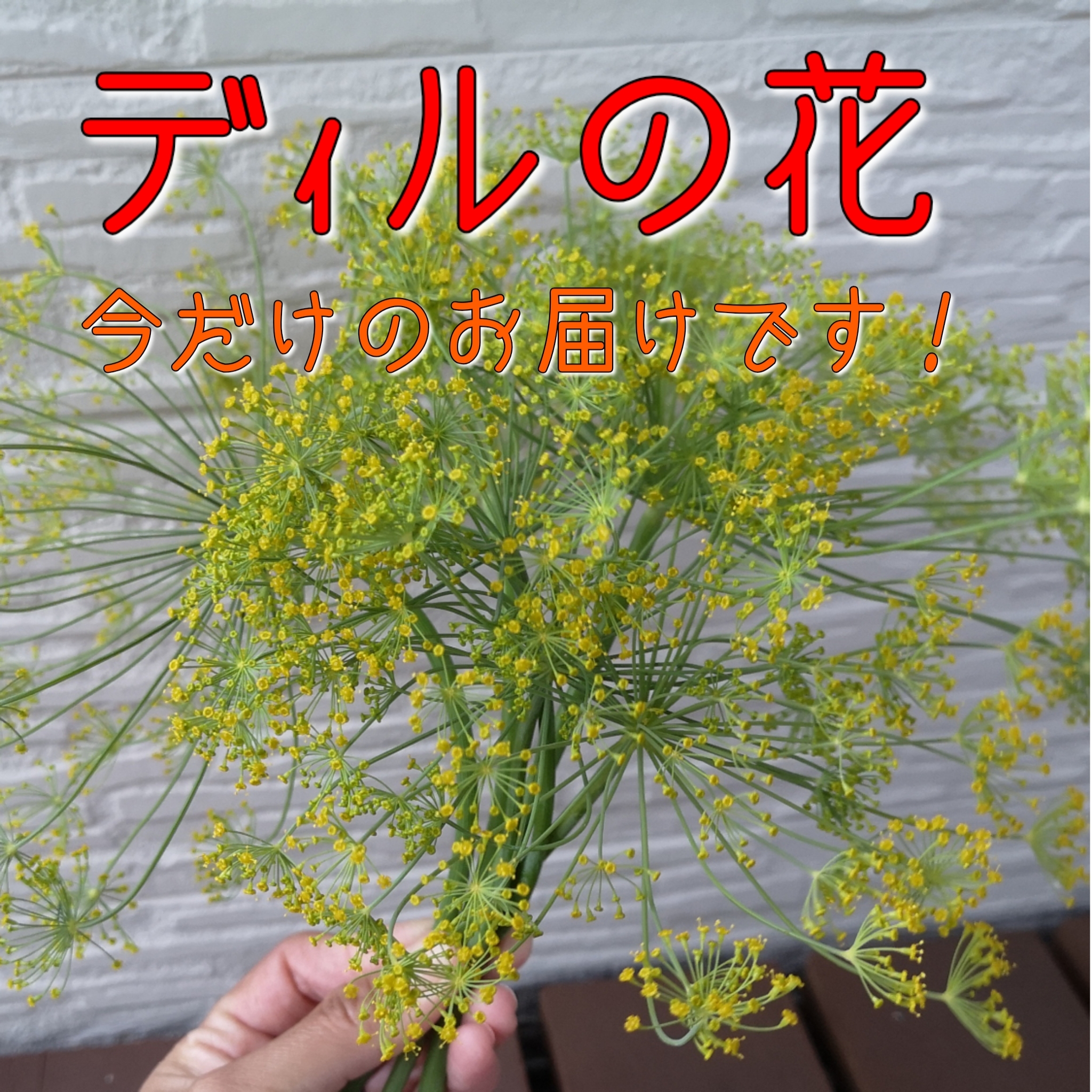 今だけ 数量わずか ディルの花 葉のおまけ付き 農家漁師から産地直送の通販 ポケットマルシェ