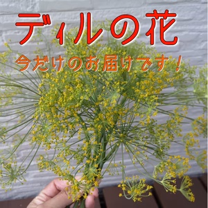 【期間限定】在庫限り、今だけのお楽しみ！ディルの花☆