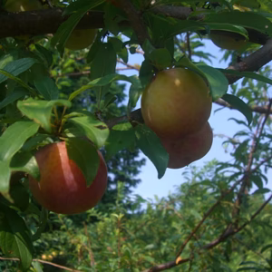 すもも 無農薬・無肥料の自然栽培スモモ　加工用（生食可)